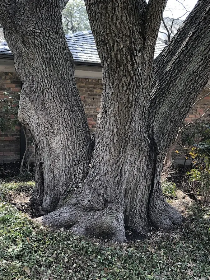Mature heritage tree close to a Brighton property cared for by certified arborists